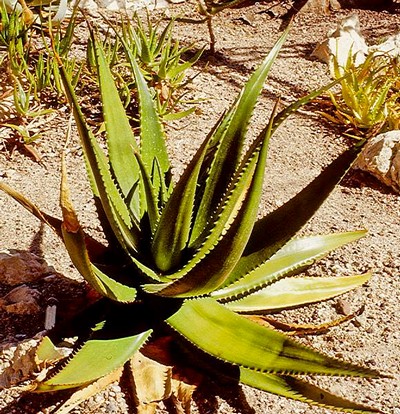 https://www.agarlimited.com/wp-content/uploads/2024/09/AGAR-Limited-Aloe-03.jpg