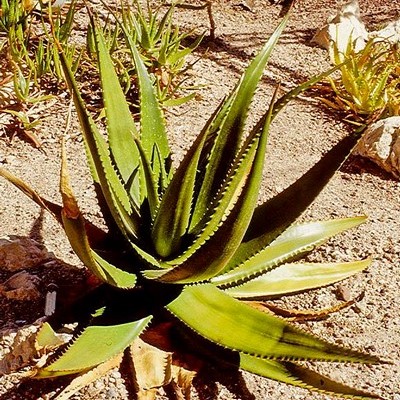 https://www.agarlimited.com/wp-content/uploads/2024/09/AGAR-Limited-Aloe-04.jpg