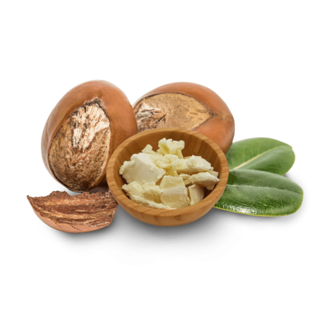 https://www.agarlimited.com/wp-content/uploads/2024/09/AGAR-Limited-Shea-Butter-01-640x640.png